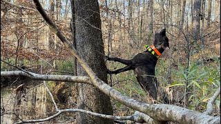 Limiting out on Alabama Squirrels in November [upl. by Waynant466]