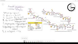 Metabolismus sacharidů 1 anaerobní glykolýza  detailní pohled [upl. by Ailad]