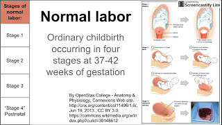 Normal labor ordinary delivery [upl. by Anayrb]