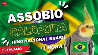 ASSOBIO CALOPSITA  HINO NACIONAL BRASILEIRO tvtalamo [upl. by Ania948]