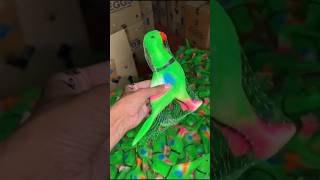 One minute amazing parrot toy with whistle 😍 [upl. by Tibbitts]