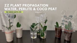 95 3 Easy Ways to Propagate ZZ PLANT from Cuttings  Zamioculcas Zamiifolias Propagation [upl. by Ohploda]