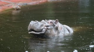 Nijlpaarden Hermien en Imani Hippos  Zoo Antwerpen 2024 [upl. by Llirred]