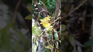 Anggrek yg Mengecoh  Trichocentrum jiali cebodens vs Oncidium goldiana golden shower [upl. by Nyleak]