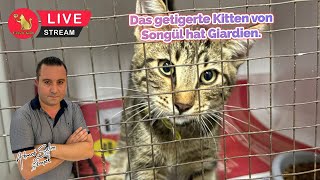 Das getigerte Kitten von Songül hat Giardien [upl. by Soluk813]