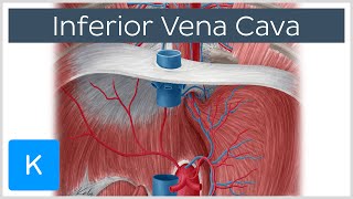 Inferior vena cava  Anatomy Branches amp Function  Human Anatomy  Kenhub [upl. by Goode340]