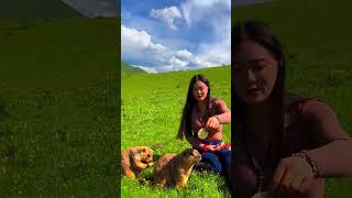 Cute Wild animal bobak marmot or prairie dog eating cookies yummy 81 [upl. by Ayyidas644]