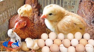 Murga Hen hatching eggs in winter  Gallus gallus domesticus [upl. by Trebron]