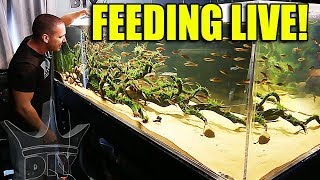 FEEDING THE BIG AQUARIUMS AND FISH [upl. by Nilyak]