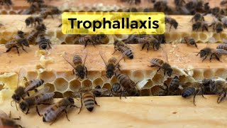 Honey Bee Communication Trophallaxis [upl. by Mcevoy]