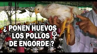 ¿LOS POLLOS DE ENGORDE ♀ PONEN HUEVOS [upl. by Ilrahc933]