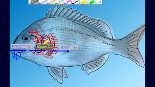 Countercurrent Gas Exchange in Fish Gills [upl. by Hellah]