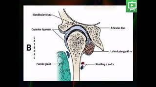 Temporomandibular Joint Histology practical Introduction [upl. by Aksehcnarf155]