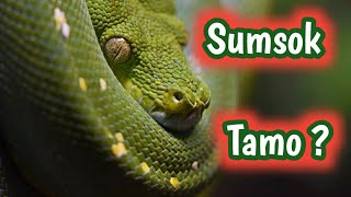 Sumsok tamono hwn  Bible Lesson 3  Sunday School Learners [upl. by Gypsie89]