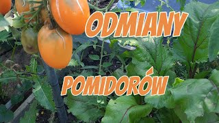 TEST ODMIAN POMIDORÓW CZ3🌱 DZIWNY POMIDOR ROŚNIE W MOJEJ SZKLARNI 🌱 [upl. by Drais]