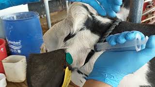 Injection administration site for excede  Cattle treatment [upl. by Warrick]