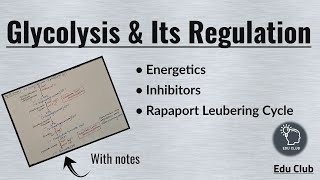 Glycolysis  Regulation  Energetics  Carbohydrate metabolism  Biochemistry [upl. by Usanis206]