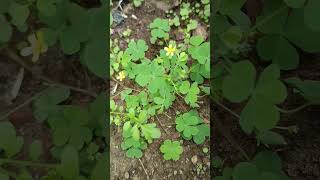 Oxalis plant plants science biology [upl. by Eelanaj]