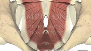 Lumbar Spine Pelvis Muscles Pelvic Floor physical therapy 3D animations [upl. by Annelise621]