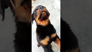 rottweilerpuppy [upl. by Carvey944]