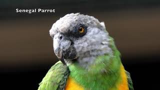 Senegal Parrot [upl. by Aicercal283]