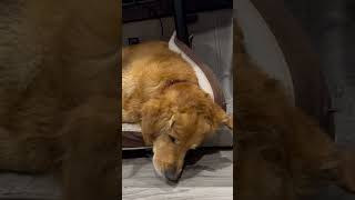 A Fly Fishing Dogs Golden Dreams [upl. by Platas]