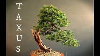 Conifer bonsai styling [upl. by Sansen]