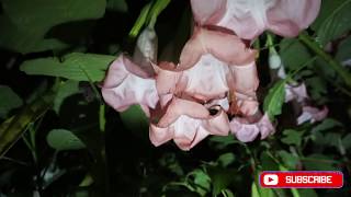 Brugmansia Night Time Flower Tour [upl. by Trinidad]