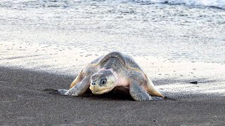 The Arribada of the Turtles in Ostional Costa Rica [upl. by Etteragram780]