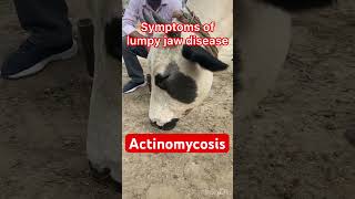 Actinomycosis l lumpy jaw l dr Umar Khan [upl. by Nixon384]