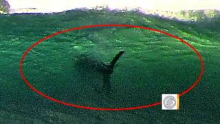 Giant shark off San Diego shore [upl. by Orozco]