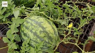 Secrets to Growing Sweet Watermelons Right in Your [upl. by Yeslah]