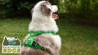 Ruff Wear Front Range Harness [upl. by Wolsniw]