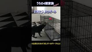 あっ！お気に入りのボールが・・・多頭飼い トイプードル ラブラドールレトリバー フラットコーテッドレトリバー フレンチブルドッグ 大型犬 ペット 面白 可愛い [upl. by Priestley]