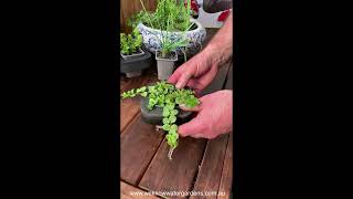 How to grow Creeping Jenny Lime Lysimachia nummularia Pond Plant [upl. by Aisenat710]