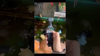 DJI Pocket 3 Gimbal Camera dji djipocket3 camera [upl. by Dodds]