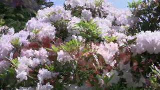 VanDusen Botanical Garden The Rhododendron Walk [upl. by Ainesey]