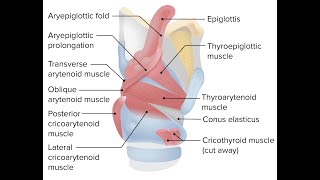 Mnemonics to remember the intrinsic muscles of larynx [upl. by Hana700]