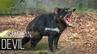 TASMANIAN DEVIL — Aggressive Nightmare with eerie screams [upl. by Clo]