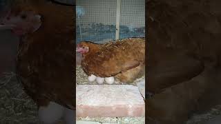 My Broody Hen 1st Day [upl. by Arres]