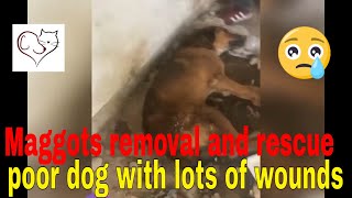 Maggots removal and rescue poor dog with lots of wounds [upl. by Chrystel]