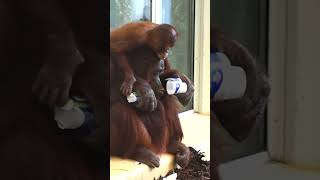 Funny Orangutan Sari and Kendari Video Worth Watchingshortsfunnyvideoorangutansfunnyanimalszoo [upl. by Zeus579]