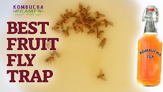 The Best Fruit Fly Trap  How to Get Rid of Fruit Flies Using Kombucha Tea amp soap [upl. by Engle]