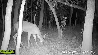 Maurepas swamp WMA trail cam videos [upl. by Osbourn457]