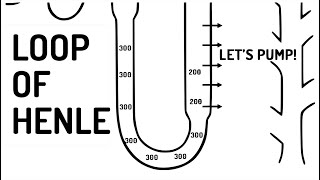 LOOP OF HENLE explained [upl. by Bael]