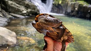 Australia Stoney Creek amp Babinda Boulders [upl. by Oznole]