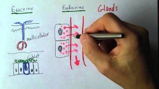 Endocrine 1 Exocrine and endocrine glands [upl. by Niai]