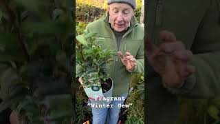 Sarcococca “Winter Gem “ Sweet Box WEBSHOP httpspergolanurseriesecwidcom [upl. by Anatlus643]