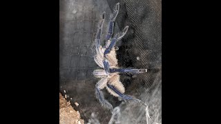 Monocentropus Balfouri Male Rehouse  How To Rehouse An Old World Tarantula Safely [upl. by Normand278]