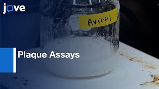 Plaque Assays for Viral Concentration Determination by Overlay Systems  Protocol Preview [upl. by Alegna]